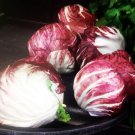 Palla Rosa Radicchio Vegetable Fresh Seeds Fast Shipping