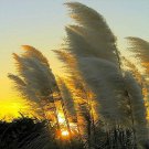 Pampas White Ornamental Grass Seeds Cortaderia Selloana 50 Seeds Fresh Seeds Fast Shipping