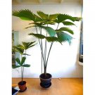 Panama Hat Palm Seeds Carludovica Palmata 10 Seeds Fresh Seeds Fast Shipping