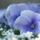 Pansy Clear Light Blue Flower Seeds Viola X Wittrockiana 50 Seeds Fresh Seeds Fast Shipping