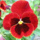 Pansy Giant Alpenglow Flower Seeds Viola X Wittrockiana 50 Seeds Fresh Seeds Fast Shipping