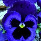Pansy Ullswater Flower Seeds Viola Wittrockiana 50 Seeds Fresh Seeds Fast Shipping