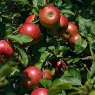 Paradise Apple Tree Seeds Malus Pumila 10 Seeds Fresh Seeds Fast Shipping
