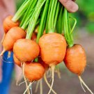 Parisian Carrot Vegetable Garden Fresh Seeds Fast Shipping