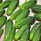 Parisian Pickling Cucumber Fresh Seeds Fast Shipping