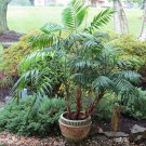Parlor Palm Tree Seeds Chamaedorea Elegans 10 Seeds Fresh Seeds Fast Shipping