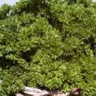 Parsley Triple Moss Cur Culinary Herbs Garden Fresh Seeds Fast Shipping
