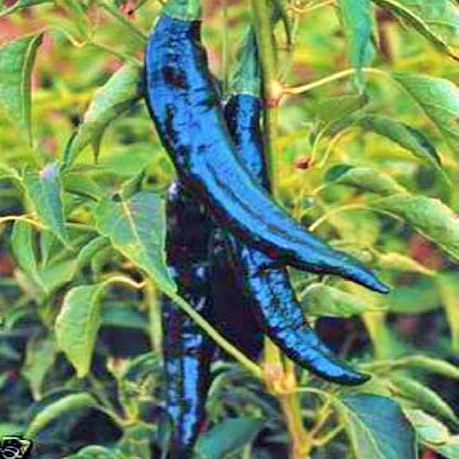 Pasilla Bajio Hot Pepper Vegetable Seeds Fresh Seeds Fast Shipping