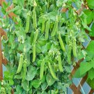 Patio Pride Peas Fresh Seeds Fast Shipping