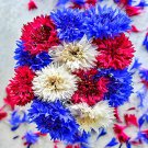 Patriot Cornflower Mix Herbs Fresh Seeds Fast Shipping
