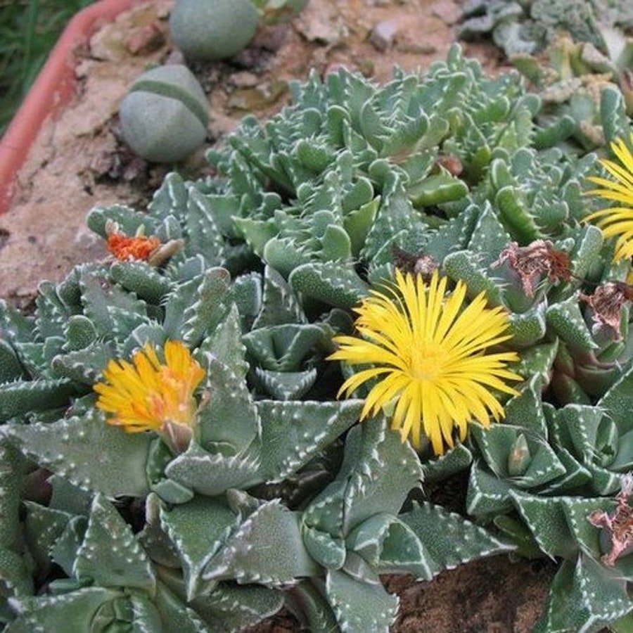 Pebb Tiger Jaws Succulent Seeds Faucaria Tuberculosa 20 Seeds Fresh Seeds Fast Shipping