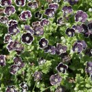 Pennie Black Flower Seeds Nemophila Discoidalis 50 Seeds Fresh Seeds Fast Shipping
