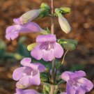 Penstemon Large Beardtongue Flower Seeds Penstemon Grandiflorus 50 Seeds Fresh Seeds Fast Shipping