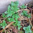 Peppermint S Seeds Fresh Seeds Fast Shipping