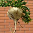 Peruvian Ginseng Plant Seeds Lepidium Meyenii 15 Seeds Fresh Seeds Fast Shipping