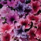 Petunia Veined Mix Flower Seeds Petunia Multiflora F2 100 Seeds Fresh Seeds Fast Shipping