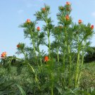 Pheasants Eye Flower Seeds Adonis Aestivalis 50 Seeds Fresh Seeds Fast Shipping