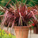 Phormium New Ornamental Grass Seeds New Zealand Flax 10 Seeds Fresh Seeds Fast Shipping