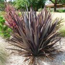 Phormium Purpureum Ornamental Grass Seeds New Zealand Flax 10 Seeds Fresh Seeds Fast Shipping