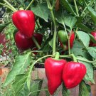 Pimento L Sweet Pepper Vegetable Seeds Fresh Seeds Fast Shipping