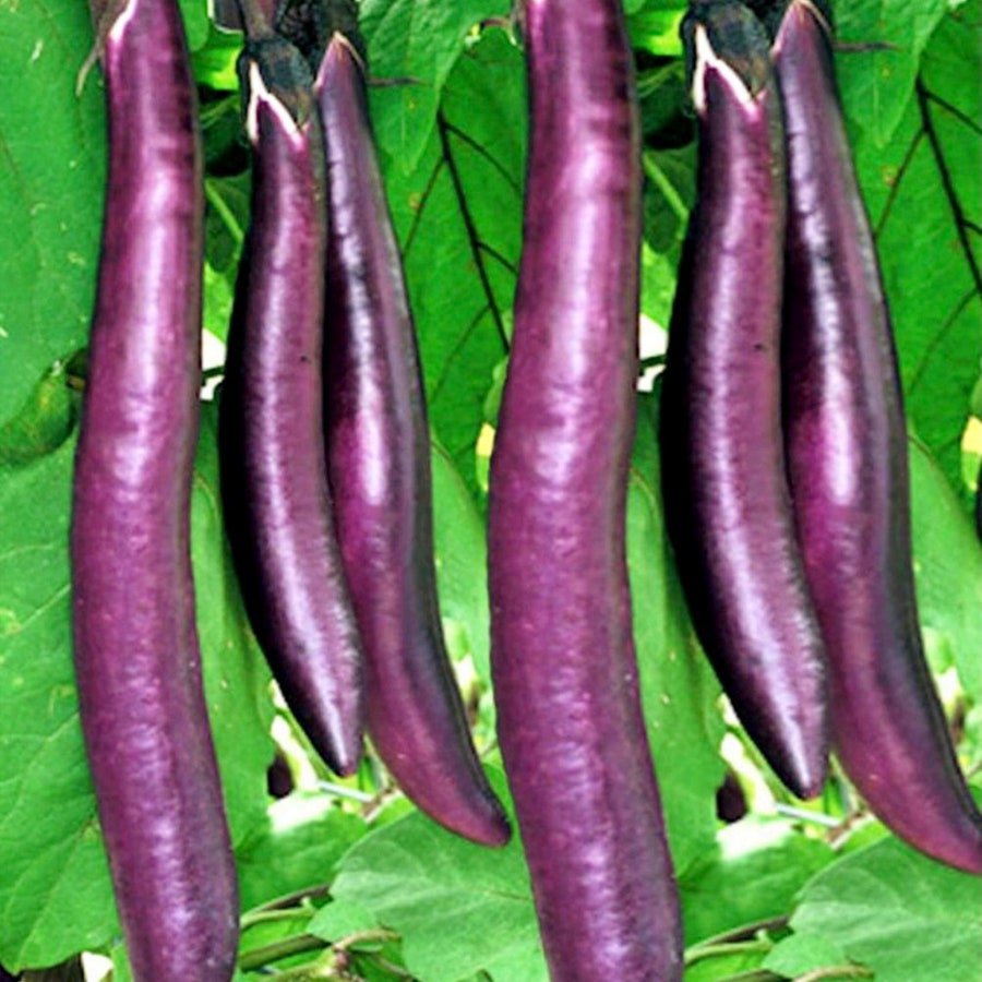 Ping Tung Long Eggplant Vegetable Seeds Fresh Seeds Fast Shipping