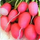 Pink Lady Slipper Radish Vegetable Seeds Fresh Seeds Fast Shipping