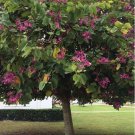 Pink Orchid Tree Seeds Bauhinia Variegata 5 Seeds Fresh Seeds Fast Shipping