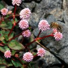 Pinkhead Smartweed Ground Cover Seeds Polygonum Capitatum 50 Seeds Fresh Seeds Fast Shipping