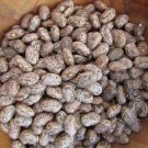 Pinto Dry Bush Beans Fresh Seeds Fast Shipping