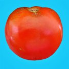 Piroka Tomato Siberian Fresh Seeds Fast Shipping