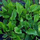 Plantain Culinary Herbs Fresh Seeds Fast Shipping