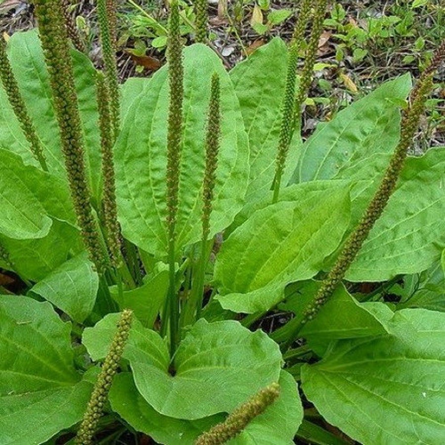 Plantain Large Leaf Herb Seeds Plantago Major Rosularis 200 Seeds Fresh Seeds Fast Shipping