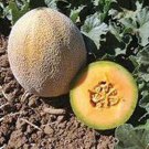 Planters Jumbo Cantaloupe Melon Fresh Seeds Fast Shipping