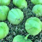 Plaza Latina Giant Green Tomatillo Vegetable Fresh Seeds Fast Shipping