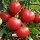 Polar Beauty Tomato Garden Seed Grown To Organic Standards Fresh Seeds Fast Shipping