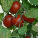 Polar Star Tomato Garden Seed Grown To Organic Standards Fresh Seeds Fast Shipping