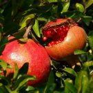 Pomegranate Fruit Tree Seeds Punica Granatum 15 Seeds Fresh Seeds Fast Shipping