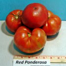 Ponderosa Red Tomato Early Large Beefsteak Better Flavor Than Brandywine Fresh Seeds Fast Shipping