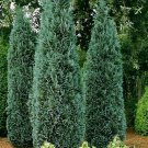 Port Orford Cedar Tree Seeds Chamaecyparis Lawsoniana 30 Seeds Fresh Seeds Fast Shipping