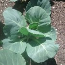 Premier Kale Vegetable Seeds Fresh Seeds Fast Shipping