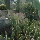 Prickly Pear Cactus Mix Seeds Opuntia Species Mix 25 Seeds Fresh Seeds Fast Shipping
