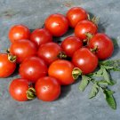 Principe Borghese Tomato Grown To Organic Standards Fresh Seeds Fast Shipping
