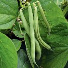 Provider Bush Beans Vegetable Fresh Seeds Fast Shipping