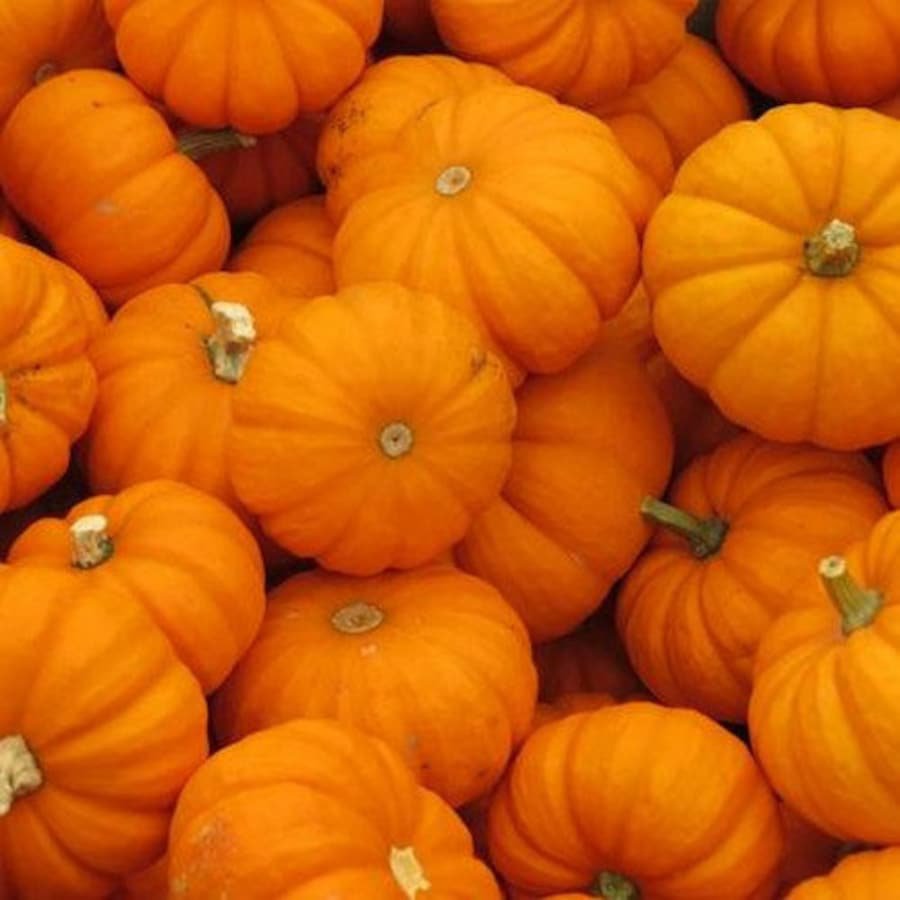Pumpkin Jack Be Little Vegetable Seeds Cucurbita Pepo 15 Seeds Fresh Seeds Fast Shipping
