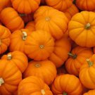 Pumpkin Jack Be Little Vegetable Seeds Cucurbita Pepo 15 Seeds Fresh Seeds Fast Shipping