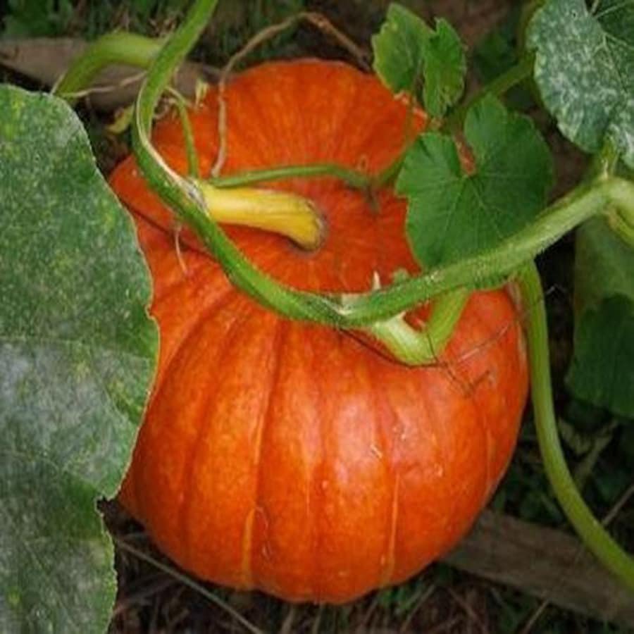 Pumpkin Jack O Lantern Vegetable Seeds Cucurbita Pepo 15 Seeds Fresh Seeds Fast Shipping