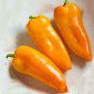 Pumpkin Spice Jalapeno Hot Pepper Openpollinated Vegetable Seeds Fresh Seeds Fast Shipping