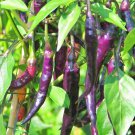 Purple Cayenne Chili Hot Pepper Fresh Seeds Fast Shipping