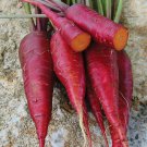 Purple Dragon Carrot Fresh Seeds Fast Shipping