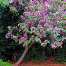 Purple Orchid Tree Seeds Bauhinia Purpurea 5 Seeds Fresh Seeds Fast Shipping